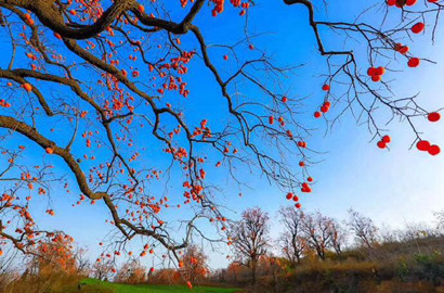 秋去冬來萬物休   唯有柿樹掛燈籠