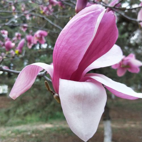 走近春天尋覓花開(kāi)