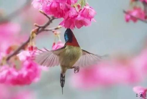 三月細雨四月開