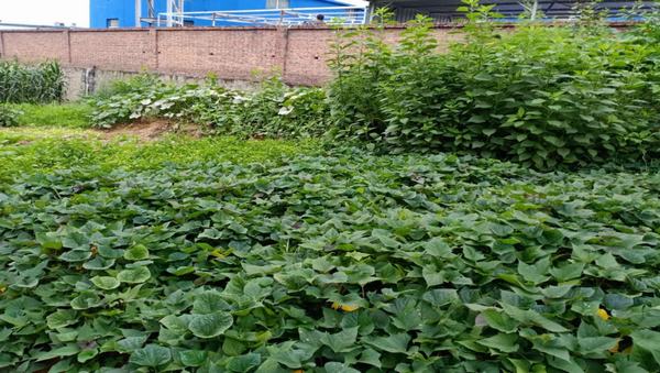 陜煤建設(shè)洗選煤運(yùn)營(yíng)公司紅柳林洗煤廠項(xiàng)目部：職工“菜園子”，舒筋又舒心