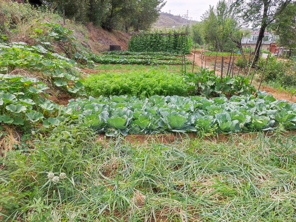 陜煤建設(shè)洗選煤運(yùn)營(yíng)公司紅柳林洗煤廠項(xiàng)目部：職工菜園，“蔬”心“食”尚