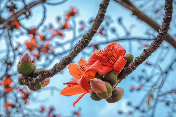 最是枝頭春意鬧